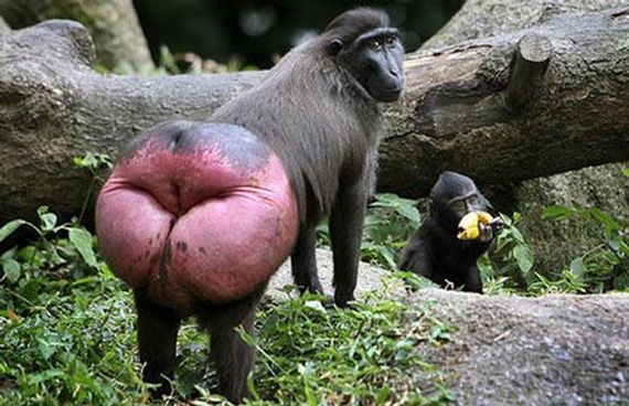 Image result for baboon buttocks