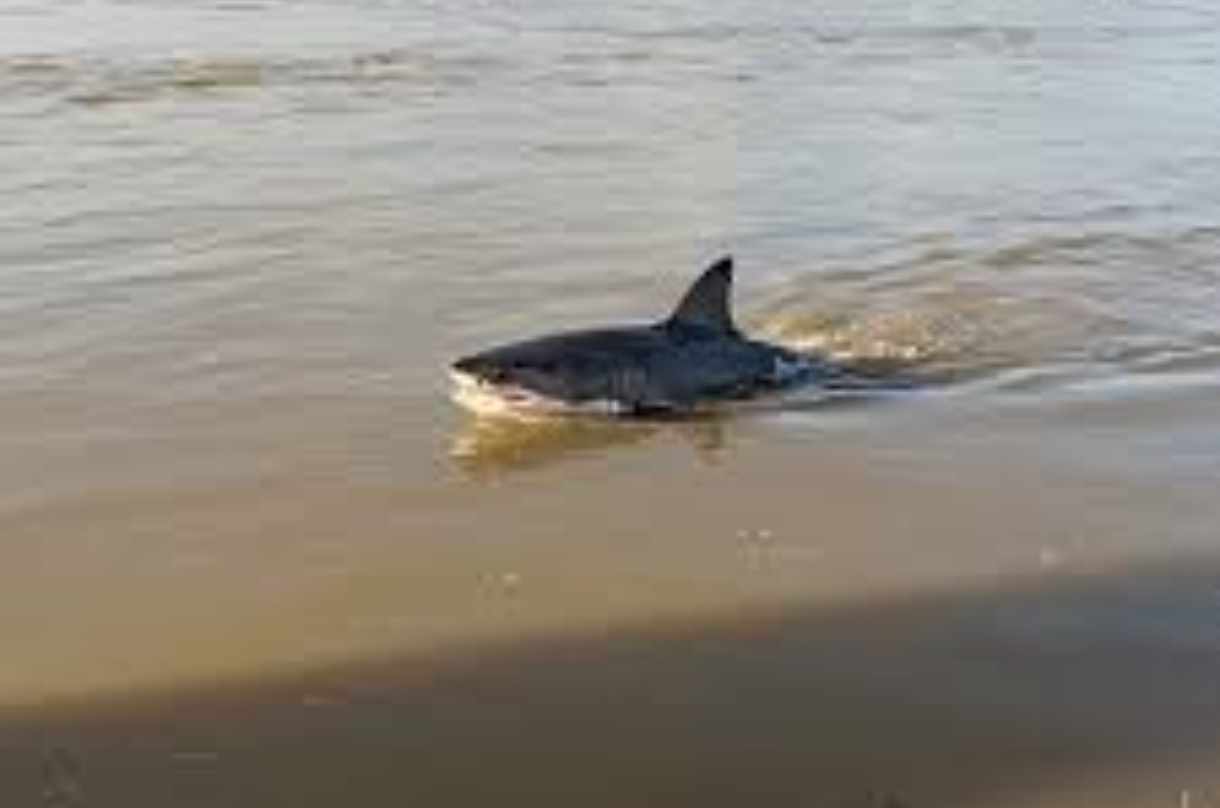 Fisherman killed in deadly shark attack in Grand Canal in Tullamore, Co. Offaly