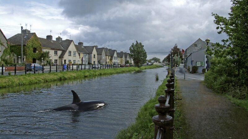 Killer Whale spotted this morning in Grand Canal in Tullamore